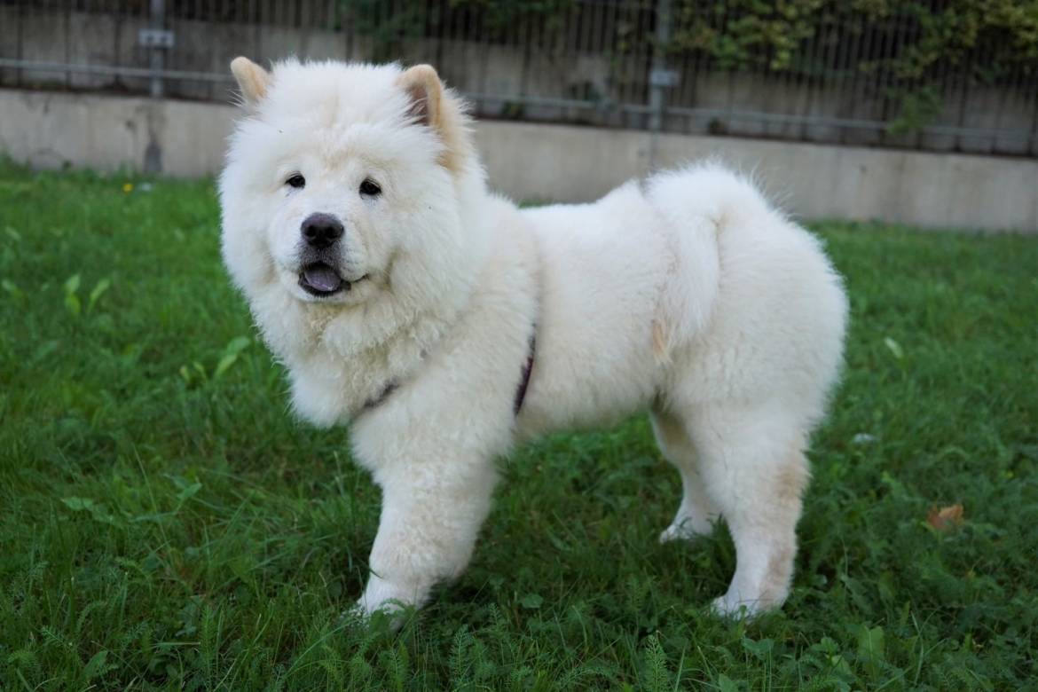 chow-chow.jpg